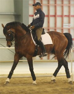 Steffen Peters aboard Prestige VDL at the 2009 FEI Regional Forum in New Zealand :: Photo © Lisa Potter