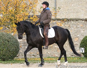 Victor Euwer on the 7-year old Gribaldi offspring Whisper