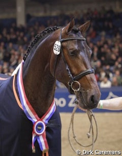 Cover Story, Champion of the 2010 KWPN Stallion Licensing :: Photo © Dirk Caremans