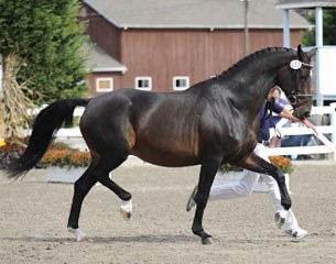 Rabiola, Grand Champion at 2010 Dressage at Devon Breed Show :: Photo © Hoof Print Images