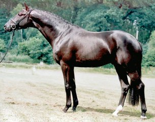 Buddenbrock (by Sixtus x Diamant x Burnus AA)