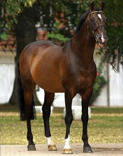 Caretino (by Caletto II x Metellus)