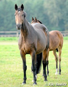 Rumirell (by Grundstein II x Akzent II x Volturno) :: Photo © Kiki Beelitz