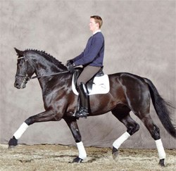 Lord Laurie (by Lord Loxley x Lauries Crusador xx)