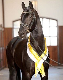 Sankt Moritz Junior (by St. Moritz x Wie Weltmeyer)