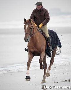 After their return from Kentucky, World Show Jumping Champions Philippe Le Jeune and Vigo d'Arsouilles go to the beach for a hack in the Natural Park Het Zwin in Knokke :: Photo © Dirk Caremans