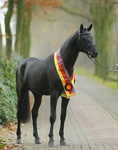 Imhotep (by Gribaldi x Hohenstein x Schwadroneur) :: Photo © Stefan Lafrentz