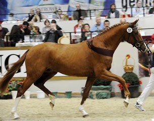 The 2010 South German Licensing Champion by Quaterback x Paradiesvogel :: Photo © Schreiner