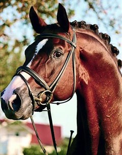 Herzruf (by Konigspark xx Ginster x Komet)