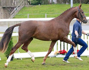 A licensing candidate by Sir Donnerhall x Royal Diamond x Krack C