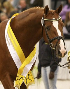 Quasar de Charry (by Quaterback x Wolkentanz I) :: Photo © Christina Beuke