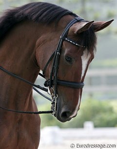 Shannon Dueck's 9-year old Oldenburg mare Ayscha (by Welt Hit II x Rouletto)