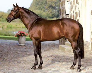 Quite Easy (by Quidam de Revel x Landgraf I x Capitano) :: Photo © Flyinge.se