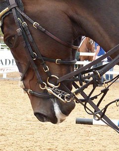 Show jumper in a warm-up at a CSI: horse in draw reins, martingale, grackle and double bridle 