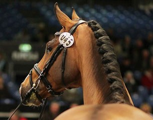 Freezbee Pari at the 2011 Danish Stallion Licensing :: Photo © Ridehesten.com