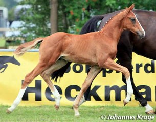 Flatrate (by Floriscount x Metternich) :: Photo © Johannes Krage