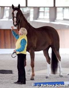 Dablino is a big and impressive horse, but very sensitive and spooky