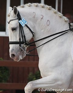 A Lusitano with a brand in his neck :: Photo © Astrid Appels