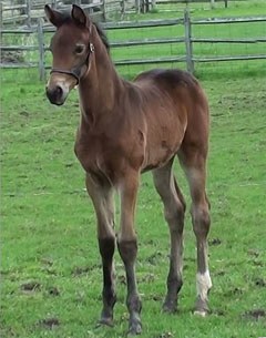 Rocket, the first embryo transfer filly out of Grand Prix mare Rocher (by Rolls Royce x Fruhlingsstern)