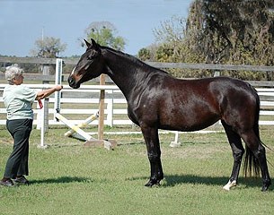 Dr. Sandi Lieb with her winning KWPN mare Cormorant (by Ferro x Rubinstein x Rapport)