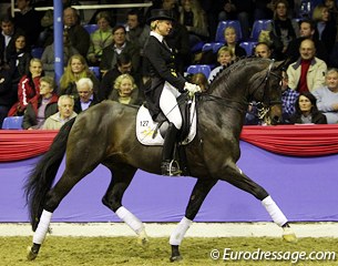 Gestut Famos' Hanoverian stallion Don Marco (by Don Frederico x Pik Bube I)