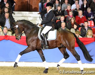 Westfalian premium stallion Franziskus (by Fidertanz x Alabaster)