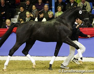 Surprice (by Sir Donnerhall I x Prince Thatch xx) was second in the 2011 Oldenburg Hauptpremium ring