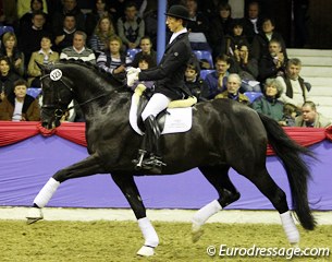 Jan Steiner on the Oldenburg reserve champion Dante Weltino (by Danone x Welt Hit II). What a fun, active stallion: super push from behind, nice in the shoulder. He could move more uphill and be more loose in the back in canter