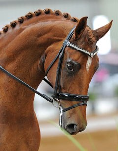 Sugarloaf Sirhara (by Sir Donnerhall x Capone)