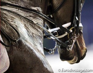 Dressage horse in competition :: Photo © Astrid Appels