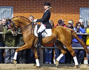 Weltjunge (by Weltmeyer x Matcho AA)