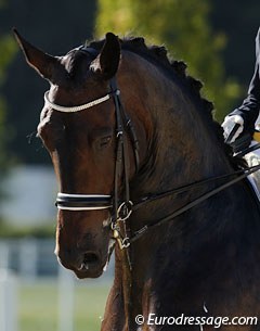 HP Frontier (by Falkrich x Liberty Sterling)