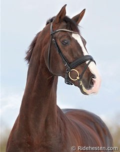 Don Romantic (by Don Schufro x Romancier x Mago xx) :: Photo © Ridehesten