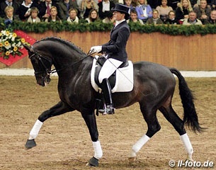 Temptation at the 2012 Schockemohle Stallion Show in Vechta :: Photo © ll-foto.de