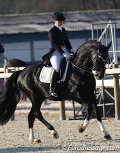 South African born Swiss young rider Dominique Tardin on the licensed stallion Danzas (by De Niro x Weltmeyer). The Swiss recently left trainer Dolf Dietram Keller and relocated to Belgium with a new trainer