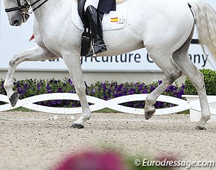 Beautiful dressage legs :: Photo © Astrid Appels