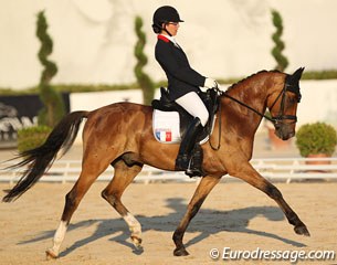PSW Desperado at the 2013 European Pony Championships :: Photo © Astrid Appels