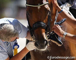 FEI steward carrying out a mandatory bit check at the 2013 European Junior/Young Riders Championships :: Photo © Astrid Appels