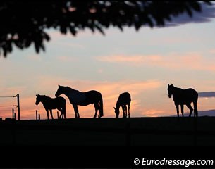 Horses in the sunset :: Photo © Astrid Appels