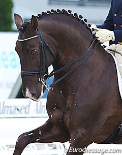 The Lusitano stallion Sal (by Mississipe x Golega) :: Photo © Astrid Appels