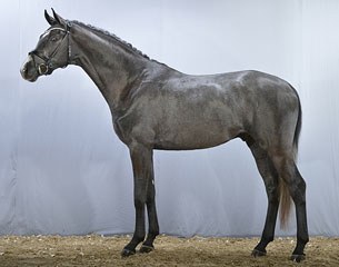 The 4-year old grey Danish bred stallion Fredendals Fountain (by Furstenball x Stedinger x Michelangelo) :: Photo © Ridehesten