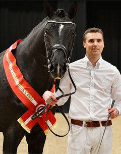 Andreas Helgstrand and Sezuan, the winner of the 4-year old Danish Stallion Licensing