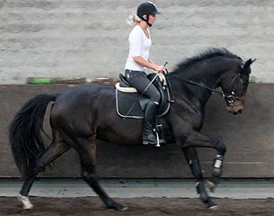 Florero de Jeu (by Don Schufro x Contango) is sold to Bridgitt Barclay Horses Ltd in New Zealand