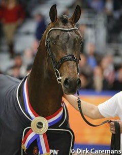 Franklin (aka Fierce S), champion of the 2013 KWPN Stallion Licensing :: Photo © Dirk Caremans