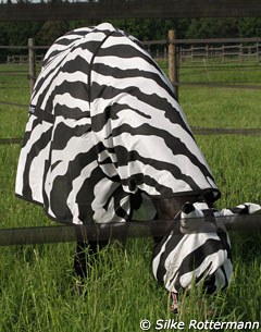Loverboy in his zebra fly blanket
