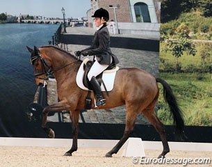 Local show jumping rider Marjan Cleven on Romeo (by Jazz)