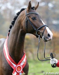 Rock For Me (by Rock Forever x Florencio) became the champion of the 2013 Westfalian Stallion Licensing :: Photo © LL-foto