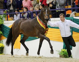 Kissinger, champion of the 2013 Trakehner Stallion Licensing :: Photo © Stefan Lafrentz