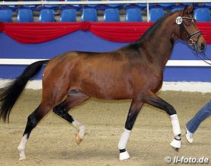 The Oldenburg premium stallion Barchello (by Belissimo M x Sandro Hit x Langata Express xx) :: Photo © LL-foto
