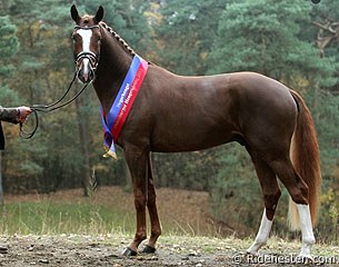 Don Deluxe (by De Niro x Rosario x Feiner Stern) who was named champion of the 2013 Oldenburg Stallion Licensing :: Photo © Ridehesten
